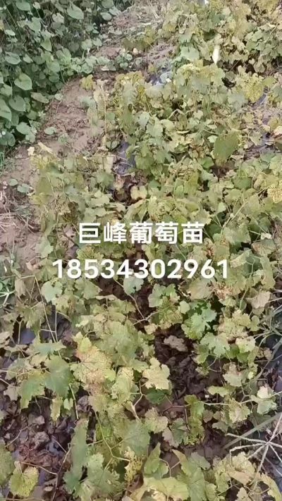 出售早熟巨峰葡萄苗。药用连翘苗，科研五号优质种苗，2/5年苗，药用连翘树，挂果树，全国包邮到家！财富密码18534302961