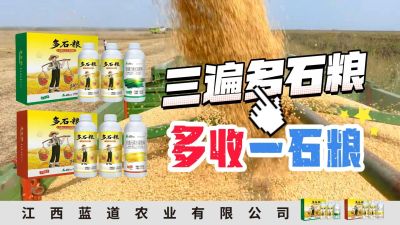 冬季种植，油菜，小麦，草莓等作物的，出现了除草剂药害，黄叶，僵苗，苗不长等问题，马上用多石粮，确保5天见到效果。