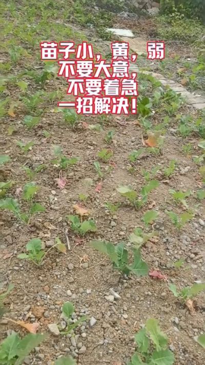 油菜苗子弱苗子小，就用多石粮，5天见效果。