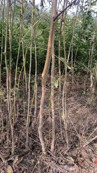 出售臭椿苗，巨峰葡萄苗。药用连翘苗，科研五号优质种苗，2/5年苗，药用连翘树，挂果树，全国包邮到家！财富密码18534302961