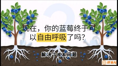 第3节：别把树&ldquo;憋死&rdquo;&mdash;&mdash;正确的定植与换盆手法,   课程：《蓝莓&ldquo;高产&rdquo;实战课：从选苗到丰收的10个关键点》