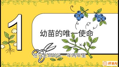 第6节：修剪决定产量（上）&mdash;&mdash;幼苗期与生长期修剪， 课程：《蓝莓&ldquo;高产&rdquo;实战课：从选苗到丰收的10个关键点》