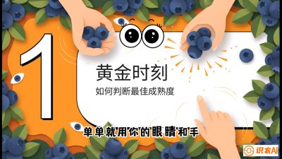 第10节：完美的&ldquo;果粉&rdquo;&mdash;&mdash;采摘时机与保鲜， 课程：《蓝莓&ldquo;高产&rdquo;实战课：从选苗到丰收的10个关键点》