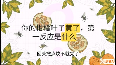 第一节：保命生死线&mdash;&mdash;黄龙病与木虱，课程：《柑橘十大病虫害：从入门到精通》