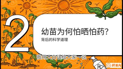第02节：幼树管理&mdash;&mdash;&ldquo;防晒又防草，树势起得早&rdquo;，课程：《槟榔种植：从不懂到精通的10堂必修课》