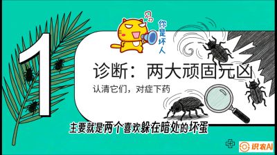 第06节：顽固虫害防治&mdash;&mdash;&ldquo;钻心虫与红蜘蛛，打准时间才服输&rdquo;《槟榔种植：从不懂到精通的10堂必修课》