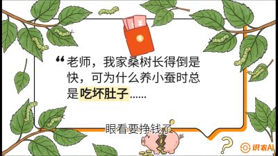 第01节：不仅仅是树&mdash;&mdash;顶级品种选配策略，课程：《桑海淘金：桑树高产与蚕桑安全进阶实战课》