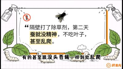 第05节：养蚕人的&ldquo;排雷战&rdquo;&mdash;&mdash;除草剂的生死禁忌，课程：《桑海淘金：桑树高产与蚕桑安全进阶实战课》
