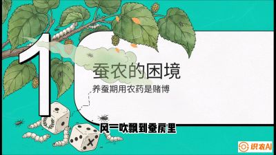 第06节：虫口夺叶（上）&mdash;&mdash;物理与生物防控绝技，课程《桑海淘金：桑树高产与蚕桑安全进阶实战课》