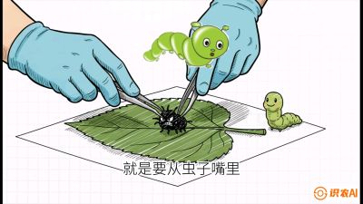 第07节：虫口夺叶（下）&mdash;&mdash;不得不打药时的&ldquo;解毒术&rdquo;，课程：《桑海淘金：桑树高产与蚕桑安全进阶实战课》