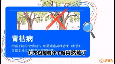 第08节：看不见的杀手&mdash;&mdash;青枯病与萎缩病，课程：《桑海淘金：桑树高产与蚕桑安全进阶实战课》