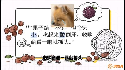 第10节：甜蜜的科学&mdash;&mdash;膨大、增甜与转色，课程：《桑海淘金：桑树高产与蚕桑安全进阶实战课》