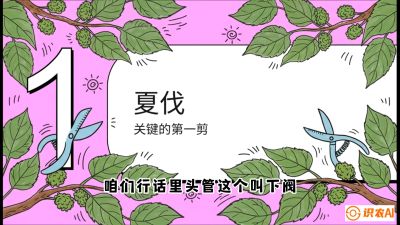 第11节：叶果双收&mdash;&mdash;特殊的夏伐与冬伐，课程：《桑海淘金：桑树高产与蚕桑安全进阶实战课》