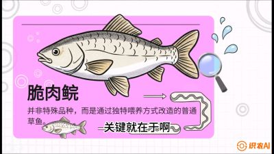 第六节：【老品升级&middot;脆肉鲩】如何让草鱼身价翻倍？，课程：《黄金鳞甲：2025中国淡水鱼高效养殖实战营》