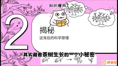 第04节（修剪篇）：树势复活术：从&ldquo;越剪越弱&rdquo;到&ldquo;枝繁叶茂&rdquo;的能量管理与夏秋茶逆袭，课程：《茶金时代：从&ldquo;看天吃饭&rdquo;到&ldquo;精准控局&rdquo;的茶叶高产提质实战课》