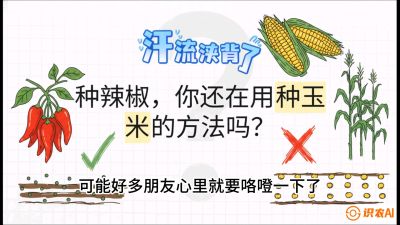 第1节：【品种定江山】工业辣椒vs小米辣：底肥公式与密度陷阱的&ldquo;百万生意经&rdquo;，课程：《辣椒种植实战特训营，从工业辣椒到精品小米辣，教你如何把&ldquo;草&rdquo;种成&ldquo;金&rdquo;》