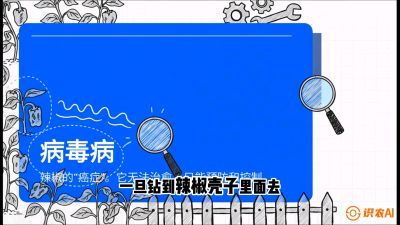 第5节：【病毒病阻击】辣椒的&ldquo;癌症&rdquo;怎么治？从&ldquo;绝收恐慌&rdquo;到&ldquo;带毒生产&rdquo;的逆转术，课程：《辣椒种植实战特训营，从工业辣椒到精品小米辣，教你如何把&ldquo;草&rdquo;种成&ldquo;金&rdquo;》