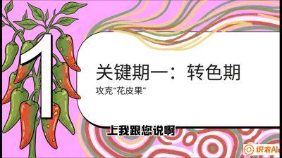第8节：【小米辣线椒专场】颜值即正义！防花皮、防炭疽，打造收购商抢着要的&ldquo;精品果&rdquo;，课程：《辣椒种植实战特训营，从工业辣椒到精品小米辣，教你如何把&ldquo;草&rdquo;种成&ldquo;金&rdquo;》