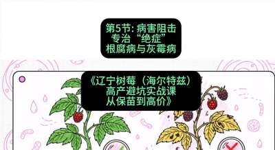 第五节： 病害阻击&mdash;&mdash;专治&ldquo;绝症&rdquo;根腐病与灰霉病，课程：《辽宁树莓（海尔特兹）高产避坑实战课：从保苗到高价》
