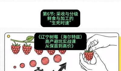 第六节： 采收与分级&mdash;&mdash;鲜食与加工的&ldquo;生死时速&rdquo;，课程：《辽宁树莓（海尔特兹）高产避坑实战课：从保苗到高价》