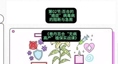 第02节：百合的&ldquo;癌症&rdquo;&mdash;&mdash;病毒病的阻断与急救，课程：《卷丹百合&ldquo;无病高产&rdquo;植保实战课》#识农AI