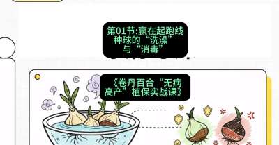第01节：赢在起跑线&mdash;&mdash;种球的&ldquo;洗澡&rdquo;与&ldquo;消毒&rdquo;，课程：《卷丹百合&ldquo;无病高产&rdquo;植保实战课》#识农AI