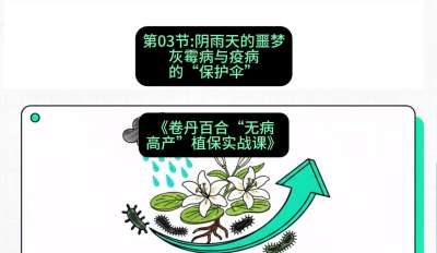 第03节：阴雨天的噩梦&mdash;&mdash;灰霉病与疫病的&ldquo;保护伞&rdquo;，课程：《卷丹百合&ldquo;无病高产&rdquo;植保实战课》#识农AI
