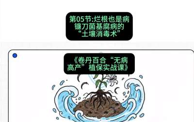 第05节：烂根也是病&mdash;&mdash;镰刀菌基腐病的&ldquo;土壤消毒术&rdquo; ，课程：《卷丹百合&ldquo;无病高产&rdquo;植保实战课》#识农AI