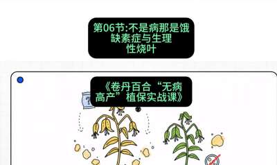 第06节：不是病那是饿&mdash;&mdash;缺素症与生理性烧叶 ，课程：《卷丹百合&ldquo;无病高产&rdquo;植保实战课》#识农AI
