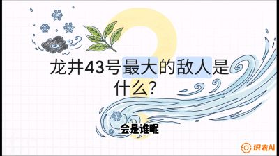 第04节：龙井双璧&mdash;&mdash;龙井43与群体种的差异化护养（重点），课程：《茗茶卫士&mdash;&mdash;茶叶病虫害绿色防控实战课》#识农AI
