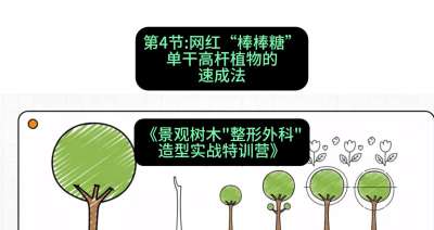 第04节：网红&ldquo;棒棒糖&rdquo;&mdash;&mdash;单干高杆植物的速成法，课程：《景观树木&ldquo;整形外科&rdquo;造型实战特训营》#识农AI