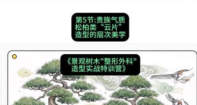 第05节：贵族气质&mdash;&mdash;松柏类&ldquo;云片&rdquo;造型的层次美学，课程：《景观树木&ldquo;整形外科&rdquo;造型实战特训营》#识农AI