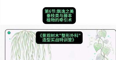 第06节：飘逸之美&mdash;&mdash;垂枝类与藤本植物的牵引术，课程：《景观树木&ldquo;整形外科&rdquo;造型实战特训营》#识农AI