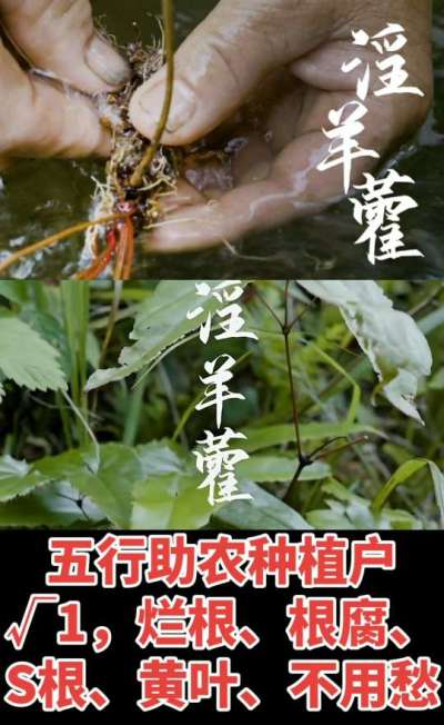 177，1907，0725，V 同号
1  老乡们！种淫羊藿不用乱买肥，咱这款专用肥，针对淫羊藿习性配的，壮苗防烂根，采收多卖钱，用过都回头！
2  咱种淫羊藿图的就是省心高产！专用肥薄肥勤施，苗不烧