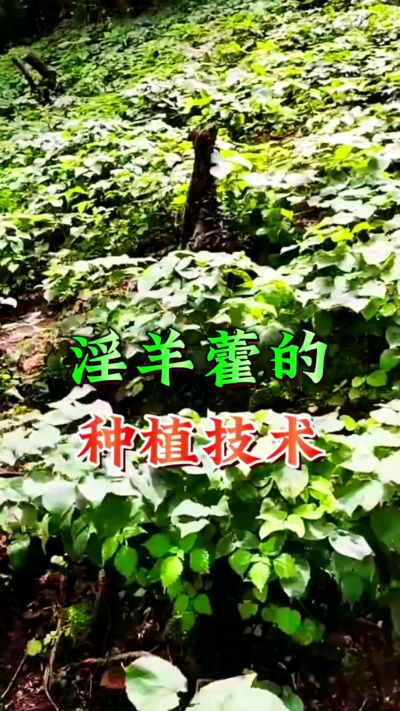揭秘&ldquo;仙草&rdquo;淫羊藿的种植密码！耐严寒耐贫瘠，林下套种不占耕地，管理简单还能套种其他作物，一亩地的投入两亩地的收益～ 想返乡创业的赶紧码住！ #淫羊藿种植技术 #返乡创业项目 #药材种植指南 #农业新风