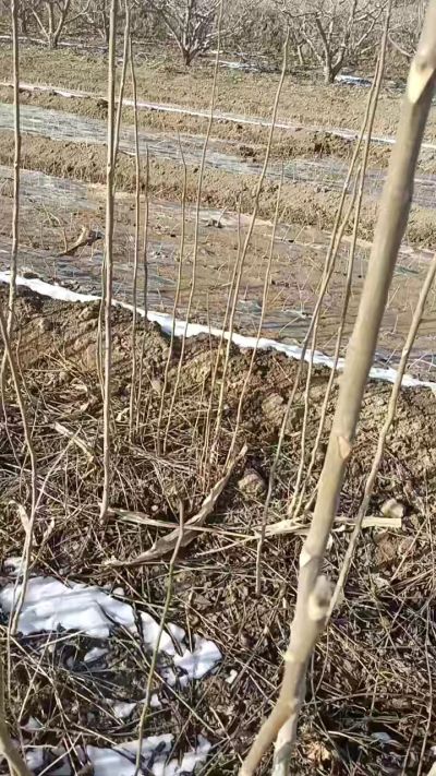 臭椿苗，一年苗，需要联系我，全国包邮到家。18534302961