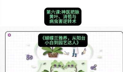 第六节：神医把脉：黄叶、消苞与病虫害逆转术，课程：《蝴蝶兰雅养六讲：从阳台小白到园艺达人》#识农AI