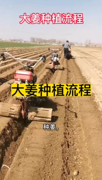 大姜种植流程