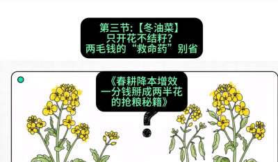 第三节：【冬油菜】只开花不结籽？两毛钱的&ldquo;救命药&rdquo;别省