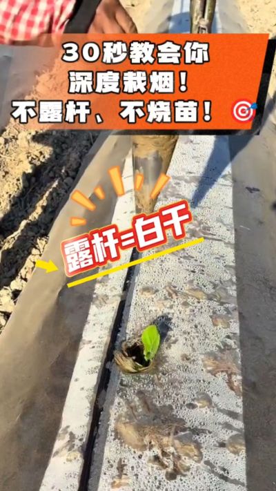 这个栽法太关键了！深栽是烤烟成活的根本，亲测有效！