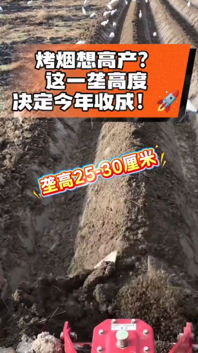 想让烤烟高产，就得从细节抓起。分享一点实打实的干货，只为帮大家少走弯路，种出好烟叶！🌱👍