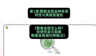 第1节：脆蜜金柑品种来源、特性与真假苗鉴别，课程：《脆蜜金柑怎么种？拒绝死苗与裂果，脆蜜金柑8步避坑种植法》#识农AI