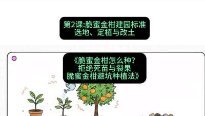 第2节：脆蜜金柑建园标准：选地、定植与改土，课程：《脆蜜金柑怎么种？拒绝死苗与裂果，脆蜜金柑8步避坑种植法》#识农AI