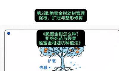 第3节：脆蜜金柑幼树管理：促根、扩冠与整形修剪，课程：《脆蜜金柑怎么种？拒绝死苗与裂果，脆蜜金柑8步避坑种植法》#识农AI