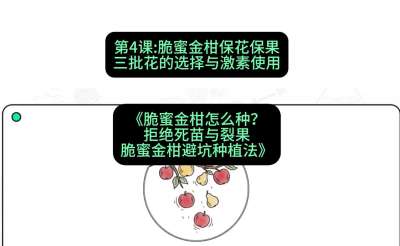 第4节：脆蜜金柑保花保果：三批花的选择与激素使用，课程：《脆蜜金柑怎么种？拒绝死苗与裂果，脆蜜金柑8步避坑种植法》#识农AI