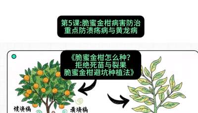 第5节：脆蜜金柑病害防治：重点防溃疡病与黄龙病，课程：《脆蜜金柑怎么种？拒绝死苗与裂果，脆蜜金柑8步避坑种植法》#识农AI