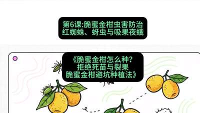 第6节：脆蜜金柑虫害防治：红蜘蛛、蚜虫与吸果夜蛾，课程：《脆蜜金柑怎么种？拒绝死苗与裂果，脆蜜金柑8步避坑种植法》#识农AI