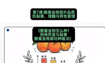 第7节：脆蜜金柑提升品质：防裂果、增糖与转色管理，课程：《脆蜜金柑怎么种？拒绝死苗与裂果，脆蜜金柑8步避坑种植法》#识农AI