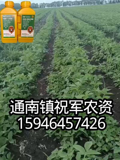 大豆苗前封闭，可封红根苋菜，灰菜，兰花菜，野豆子，捞豆秧等恶性杂草，封杀兼备的高端产品。