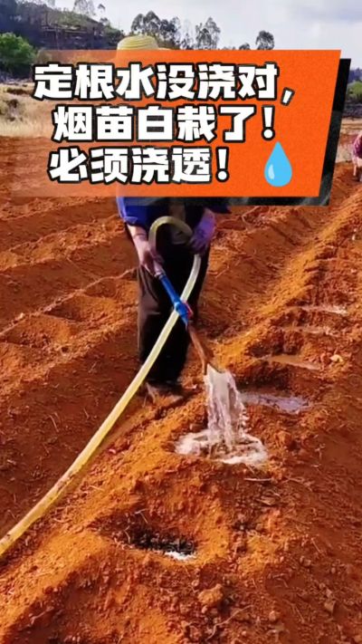 定根水没浇对，烟苗白栽啦！必须浇透。